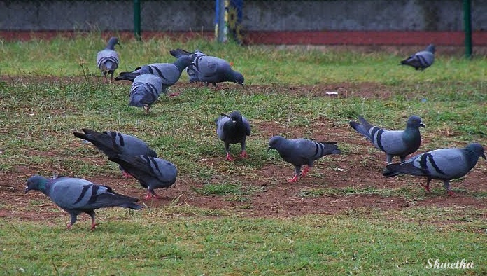 A flock of Pigeons