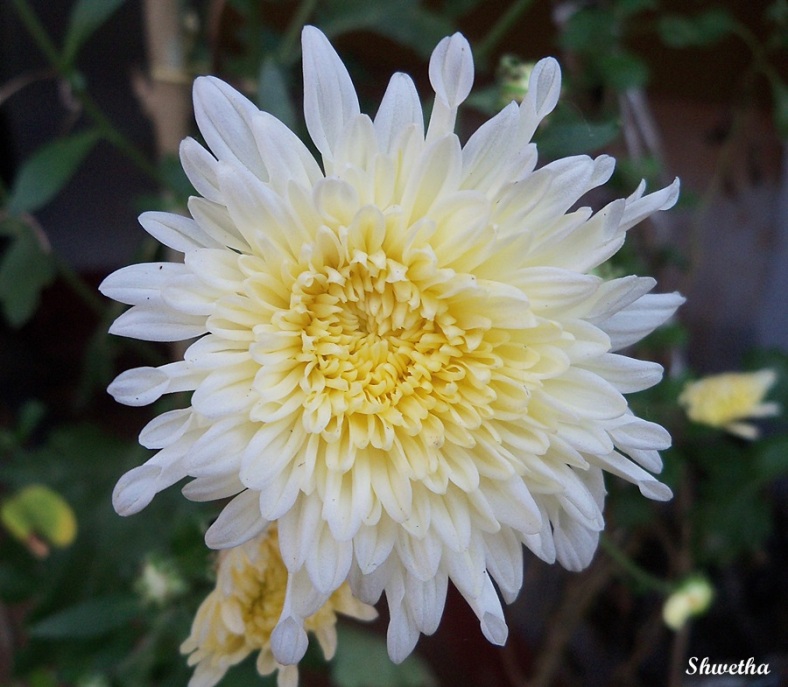 Mums/Chrysanthemum