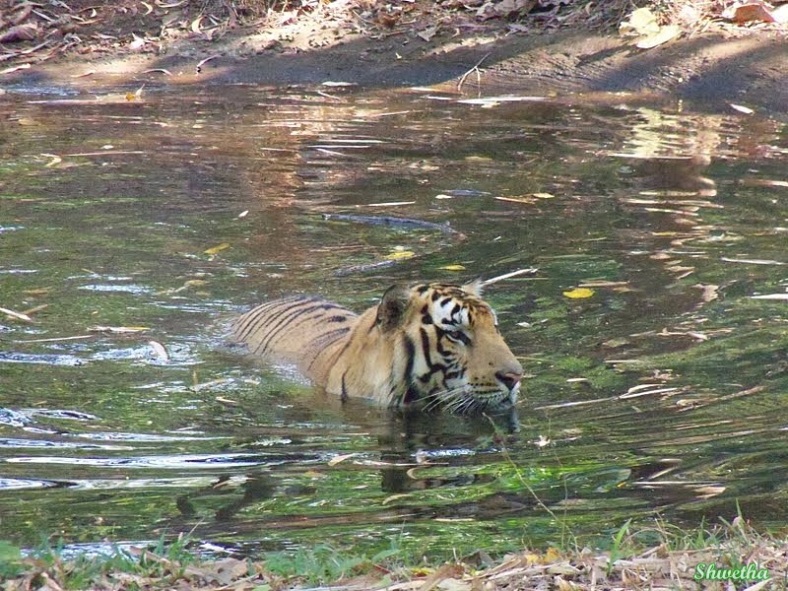 Tiger having a Bath