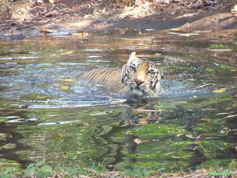 Tiger having a Bath