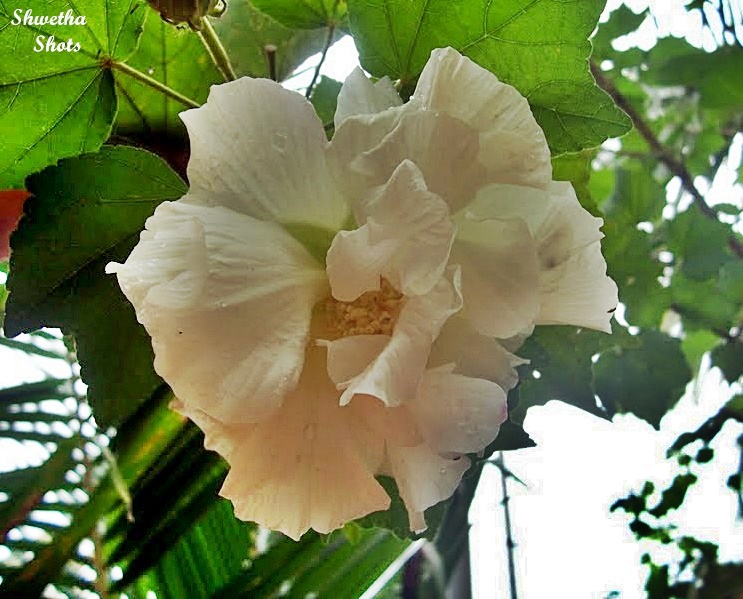 Hibiscus Mutabilis